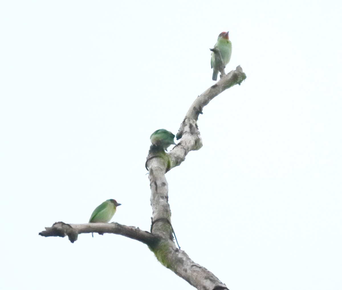 Malabar Barbet - ML644206942