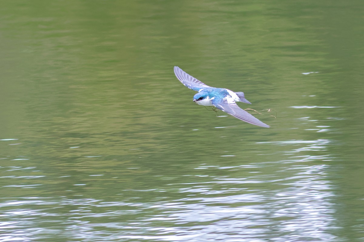 ハジロミドリツバメ - ML644206945