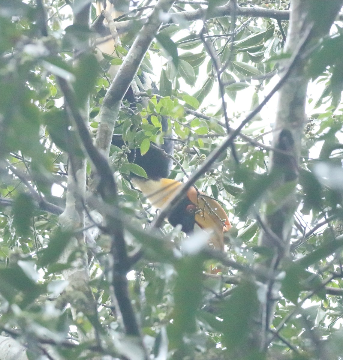 Great Hornbill - ML644206946