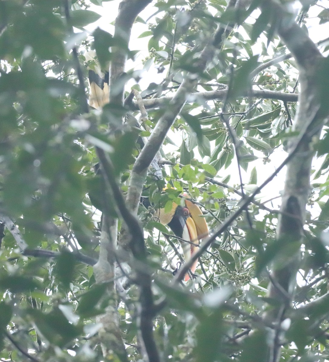 Great Hornbill - ML644206949