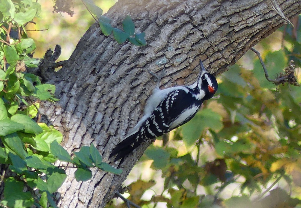 Hairy Woodpecker - ML644206950
