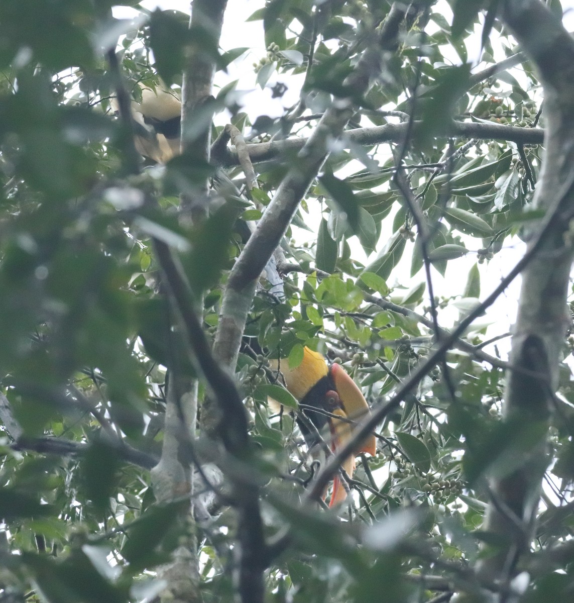 Great Hornbill - ML644206952