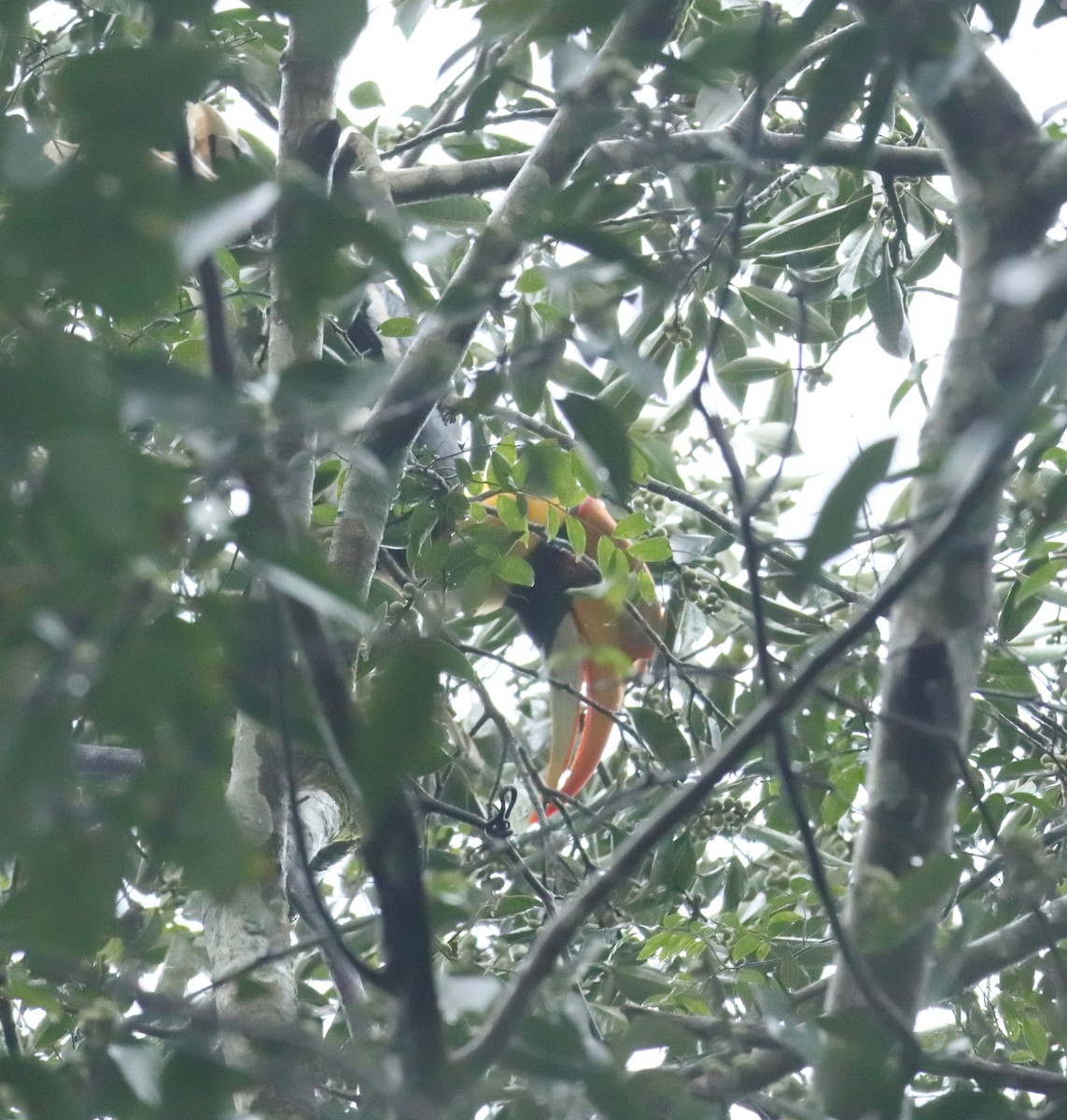 Great Hornbill - ML644206960