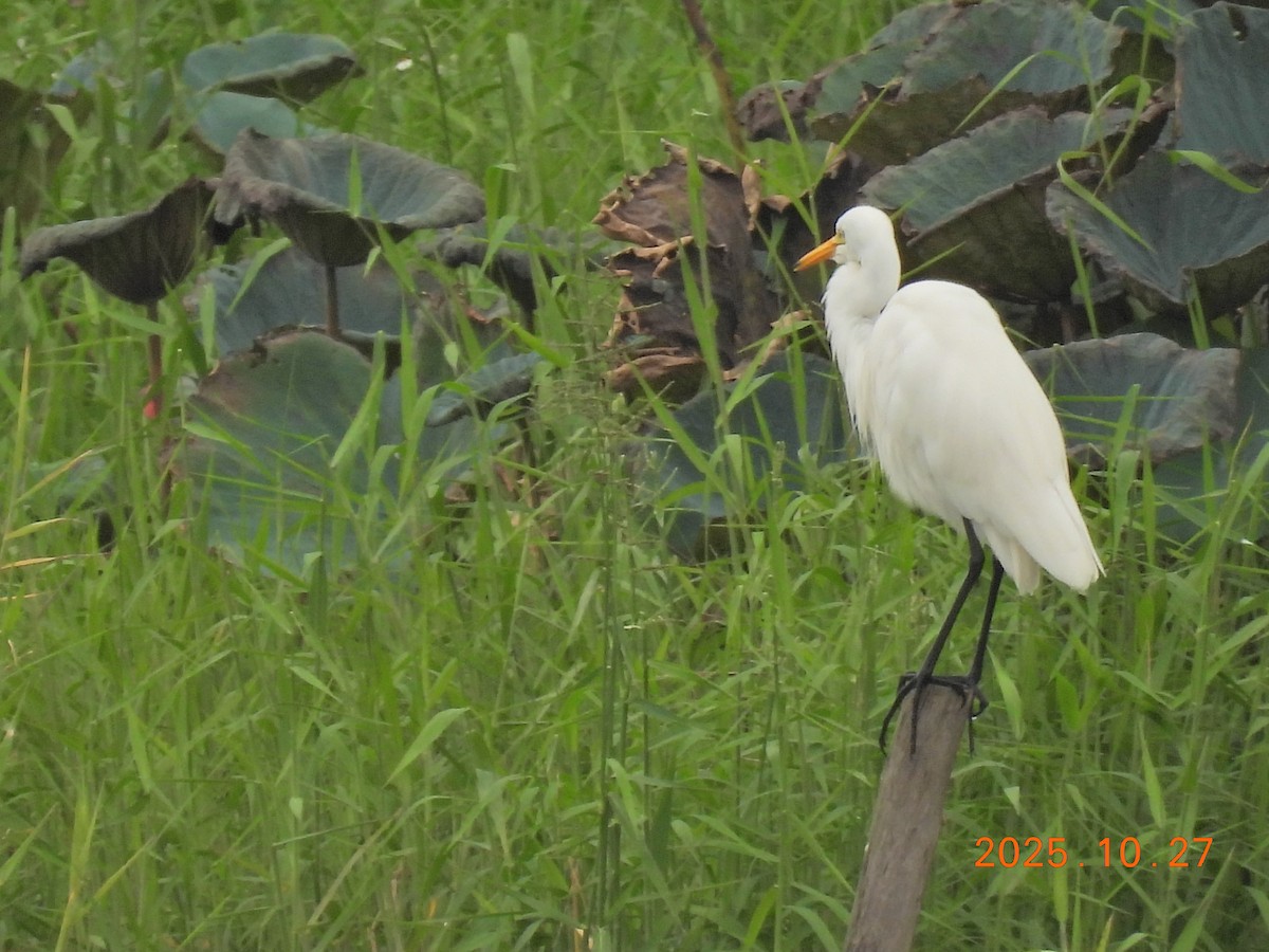 Medium Egret - ML644206979