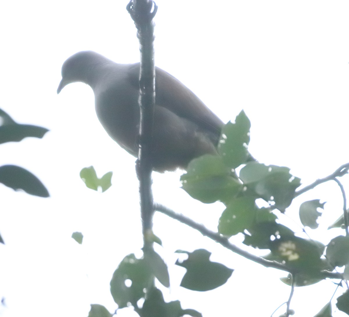 Malabar Imperial-Pigeon - ML644206991