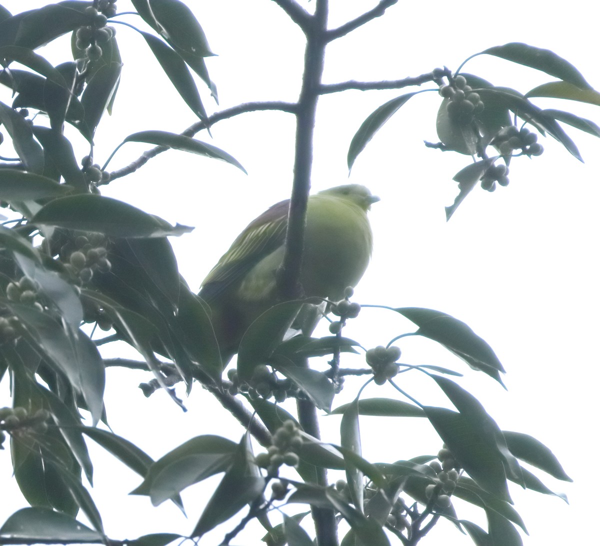 Gray-fronted Green-Pigeon - ML644206994
