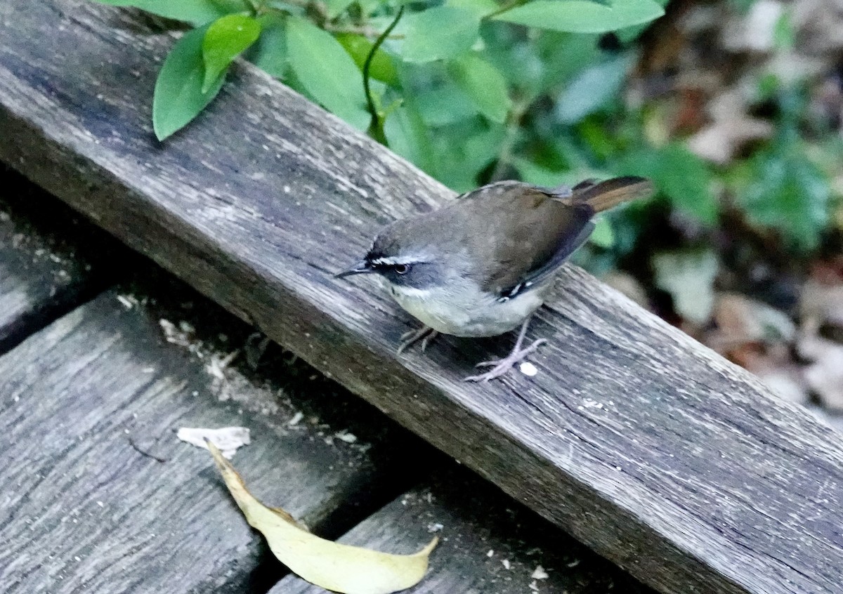 White-browed Scrubwren - Susan Hartley