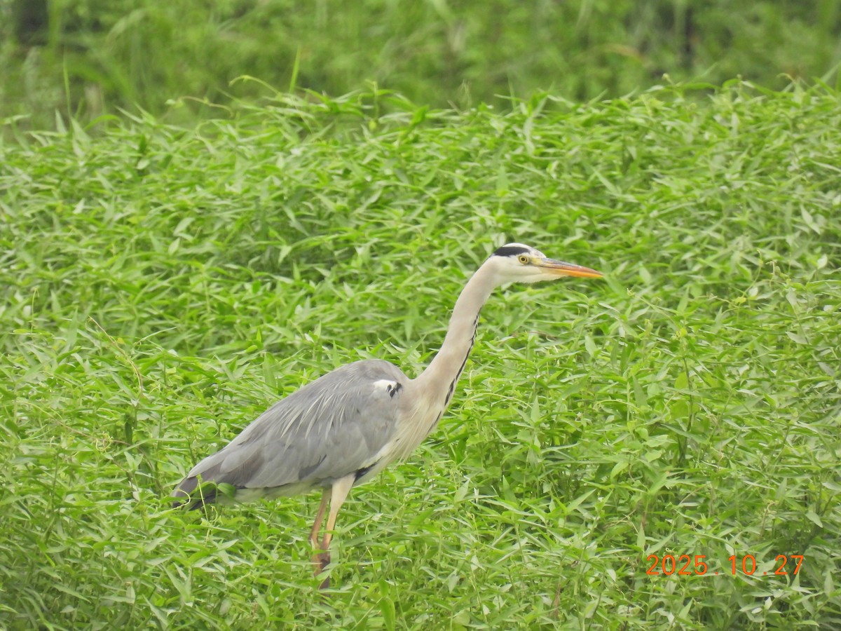 Gray Heron - ML644207004