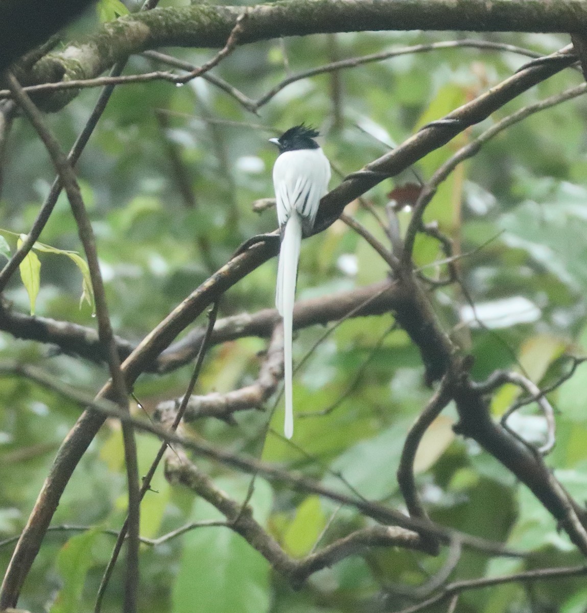 Indian Paradise-Flycatcher - ML644207018