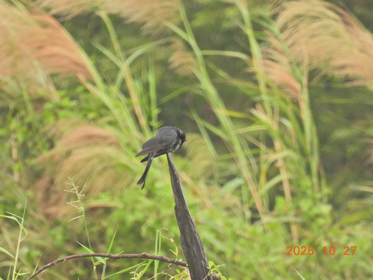 Black Drongo - ML644207022