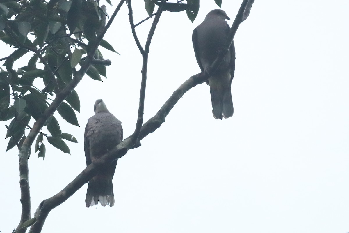 Malabar Imperial-Pigeon - ML644207026