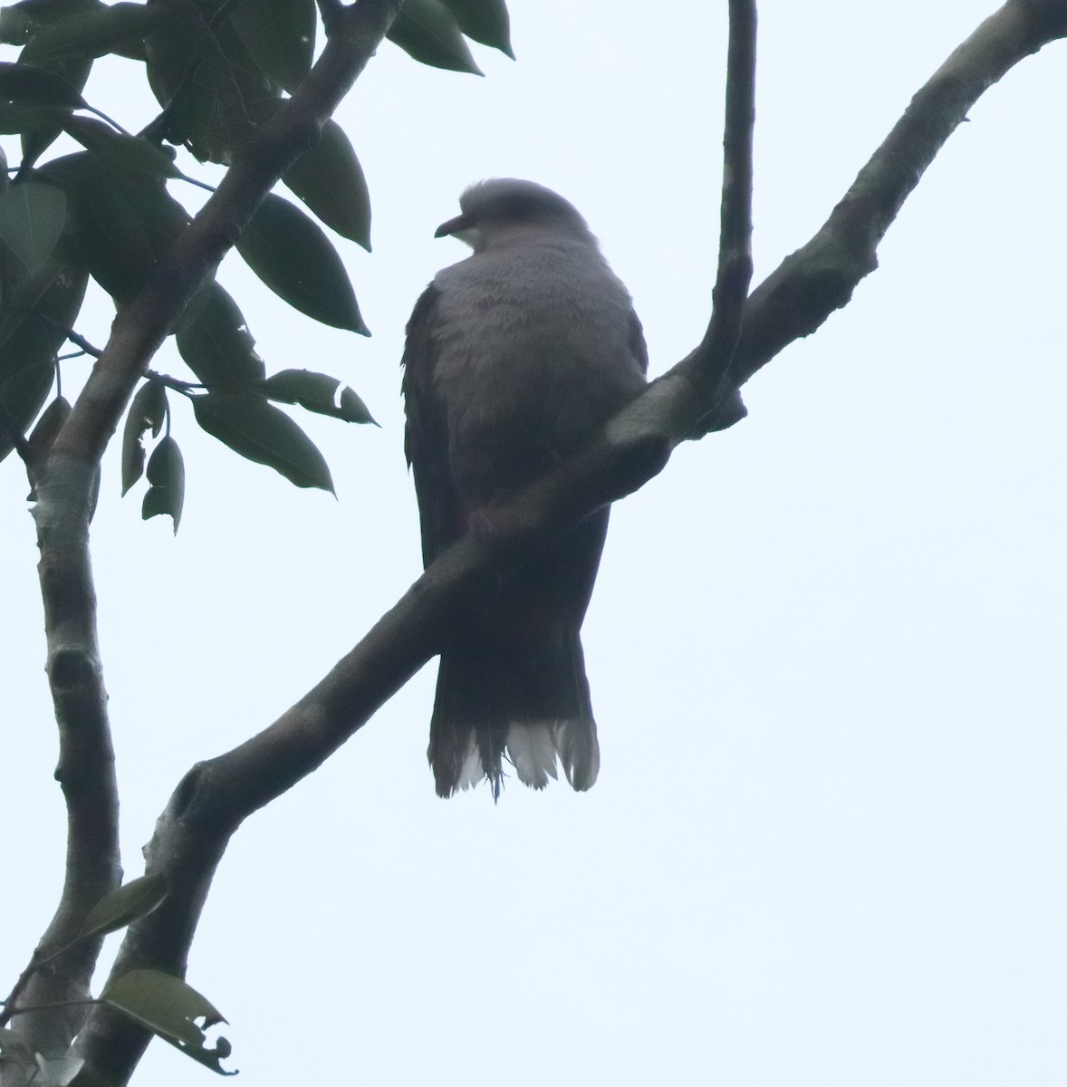 Malabar Imperial-Pigeon - ML644207028