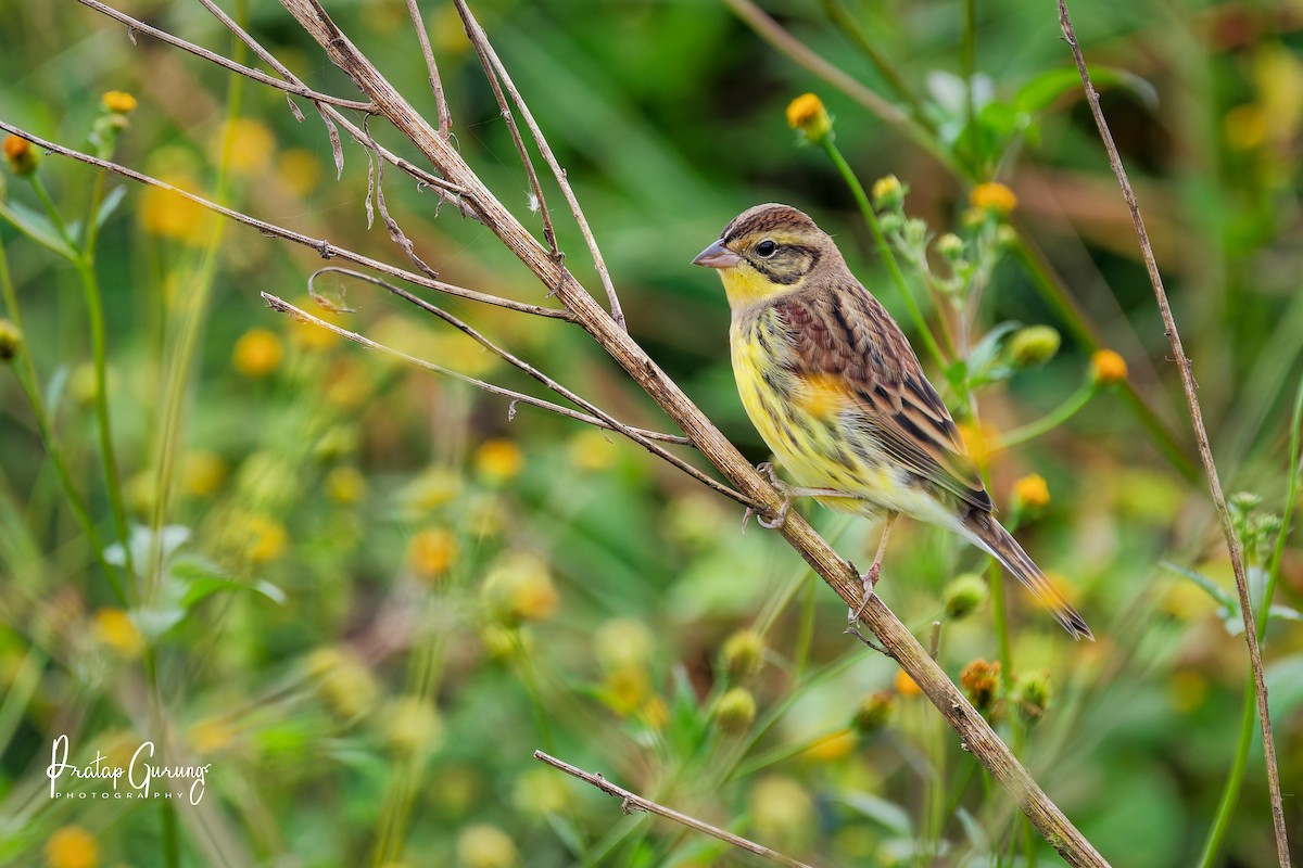 Дубровник - ML644207029