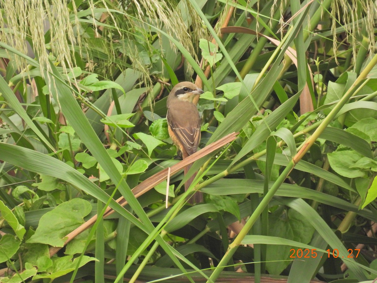 Brown Shrike - ML644207032