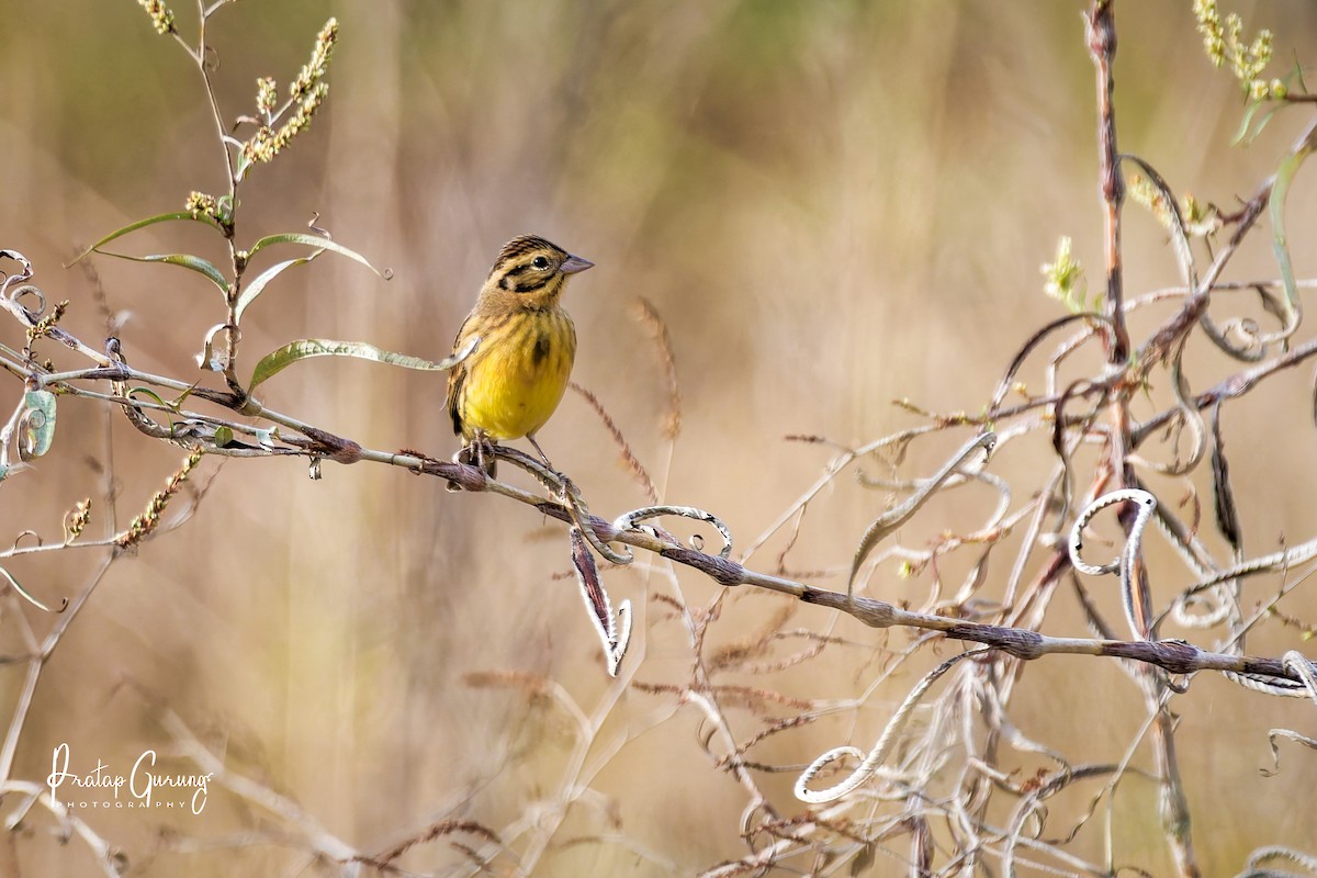 Дубровник - ML644207035