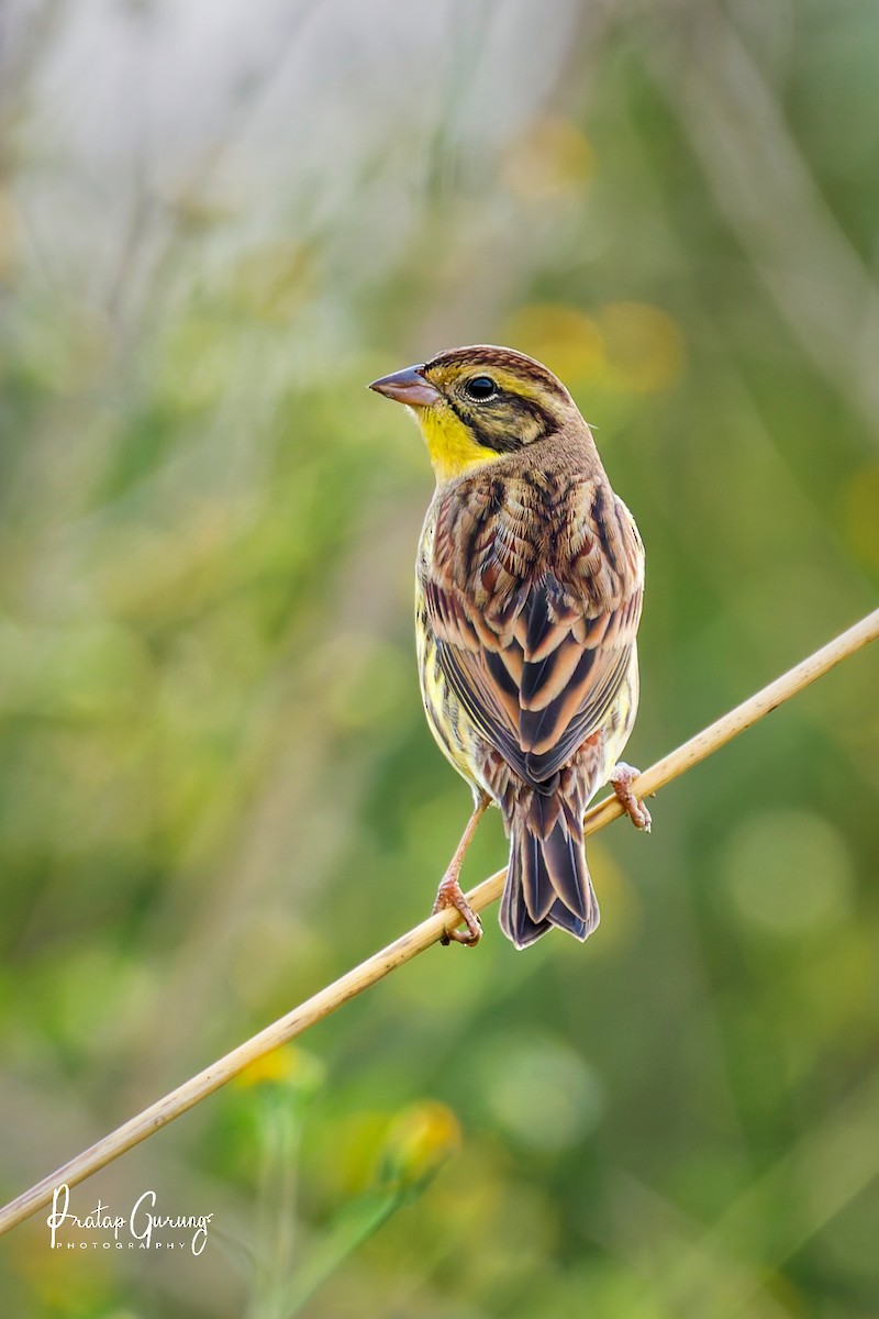 Дубровник - ML644207036