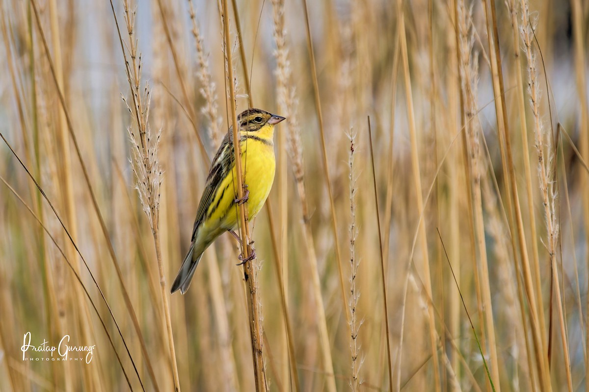 Дубровник - ML644207037