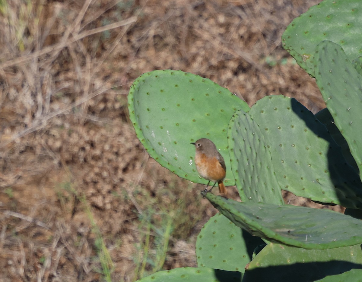 Moussier's Redstart - ML644207039