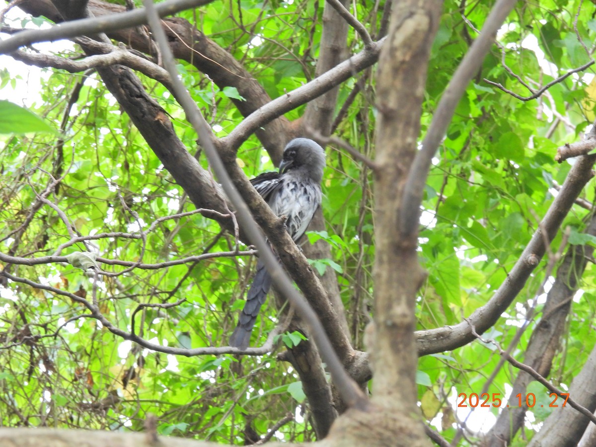 Gray Treepie - ML644207041