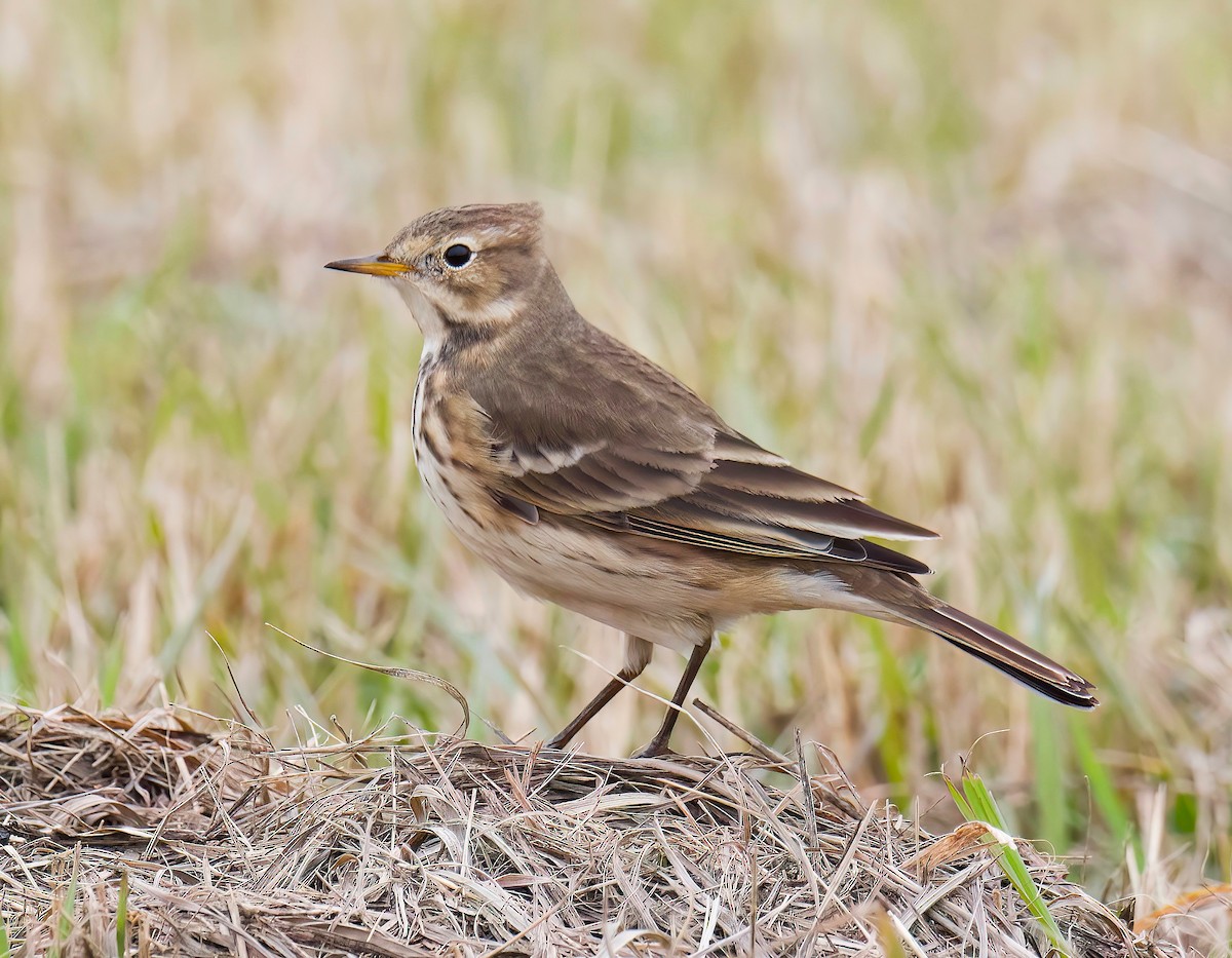American Pipit - ML644207056