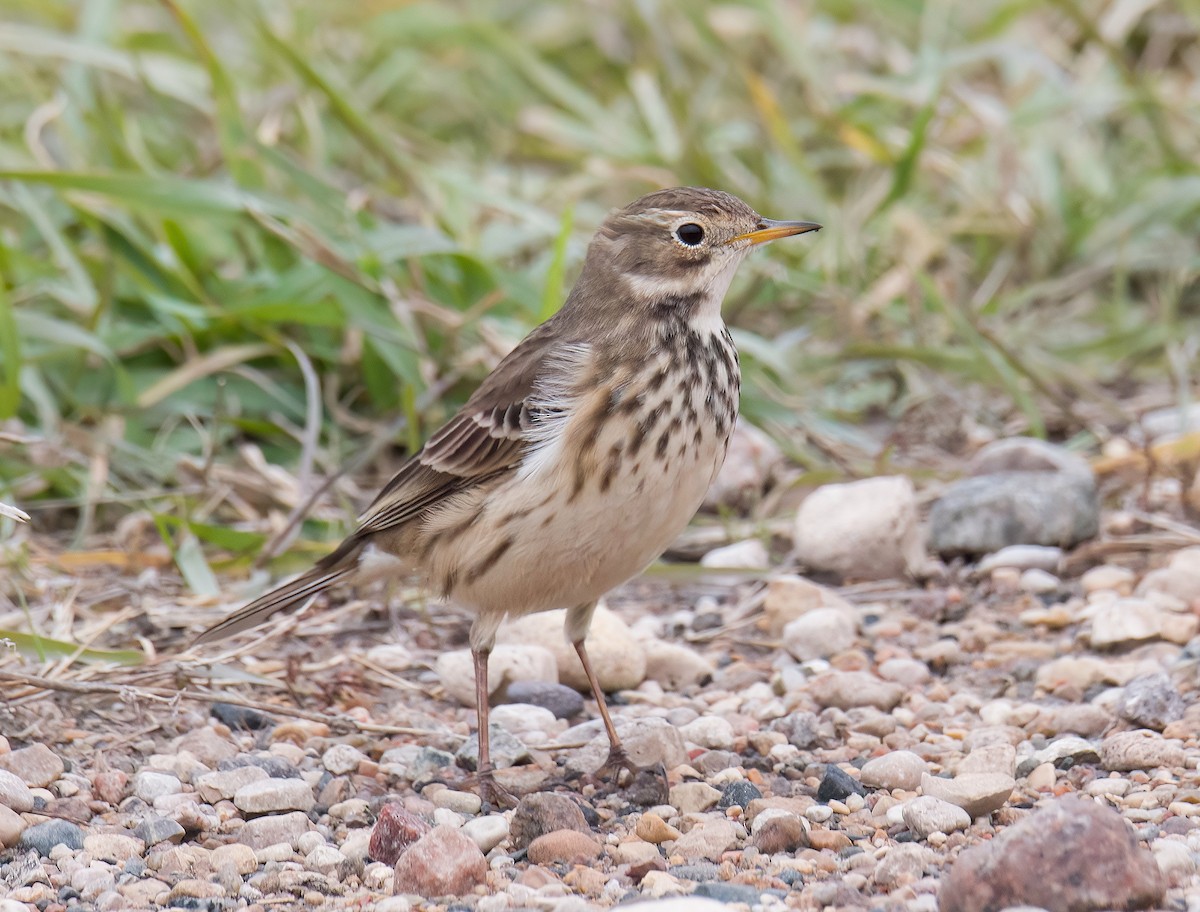 American Pipit - ML644207057