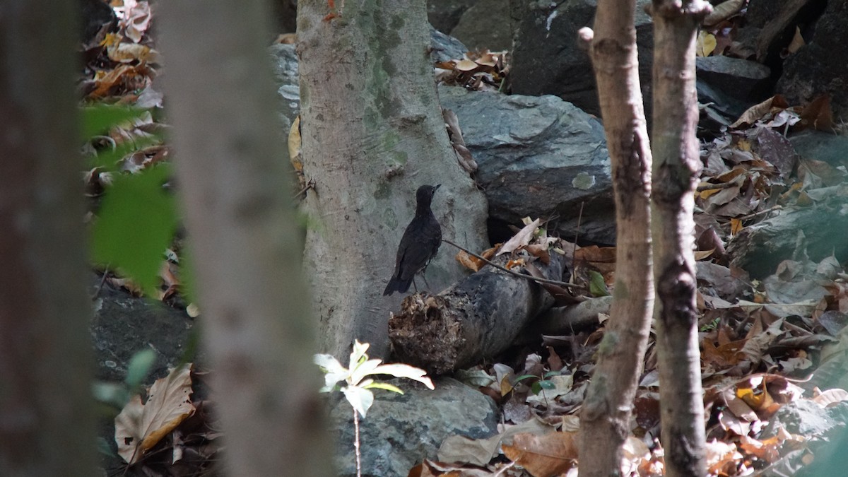 Sunda Thrush - ML644207082