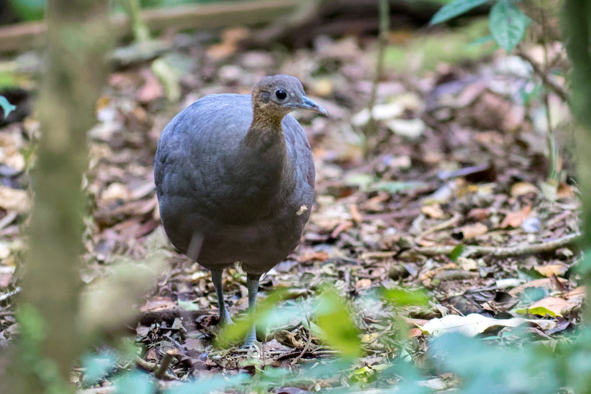 Solitary Tinamou - ML644207083