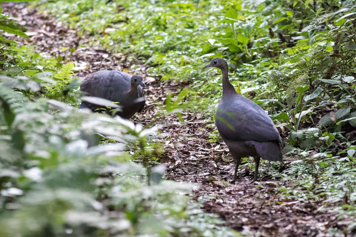 Solitary Tinamou - ML644207086