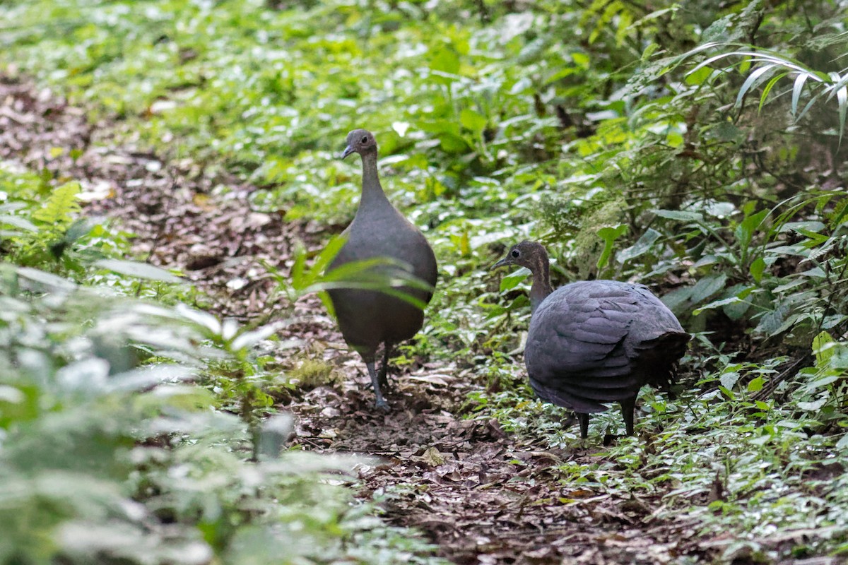 Solitary Tinamou - ML644207087
