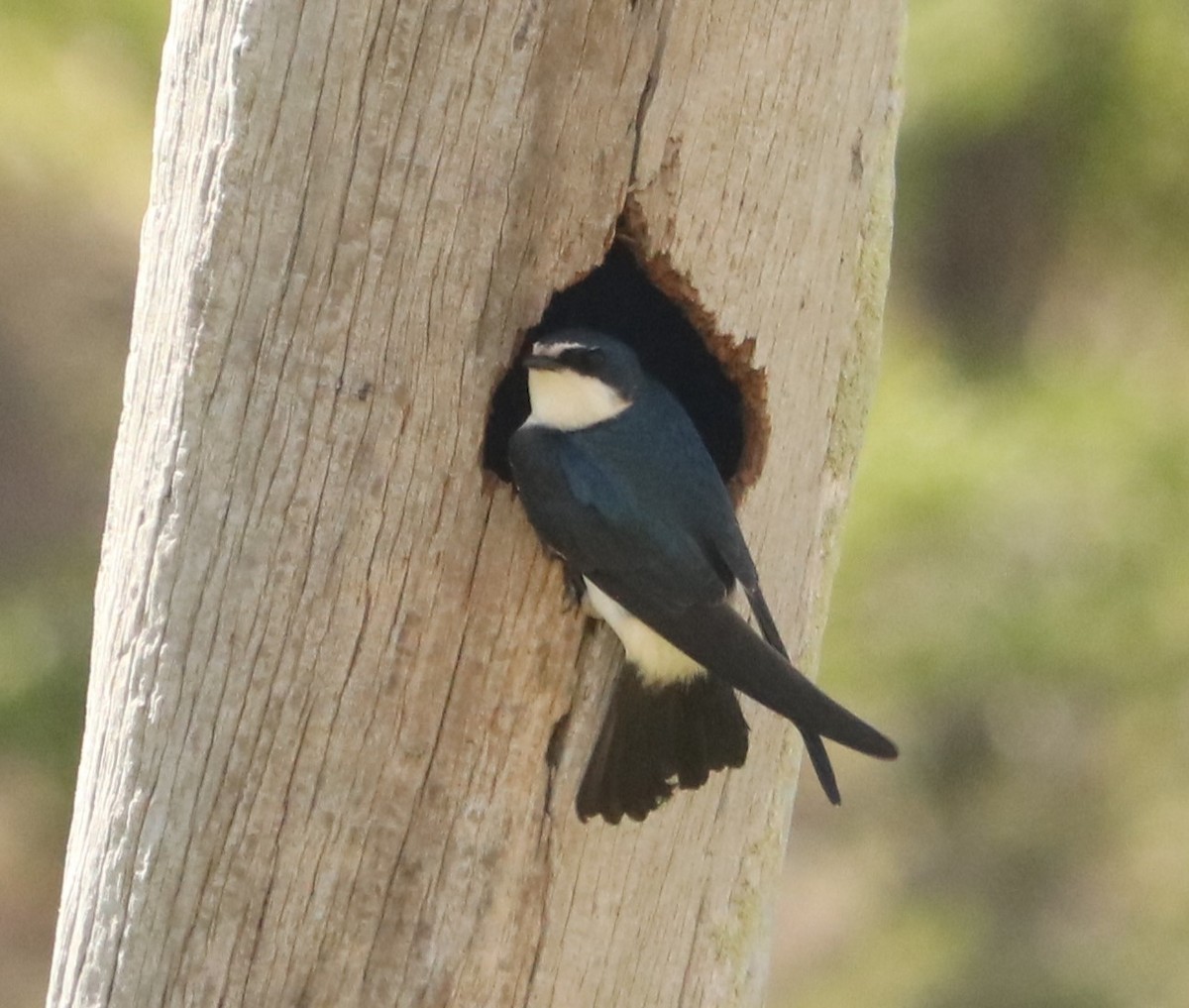 White-rumped Swallow - ML644207093