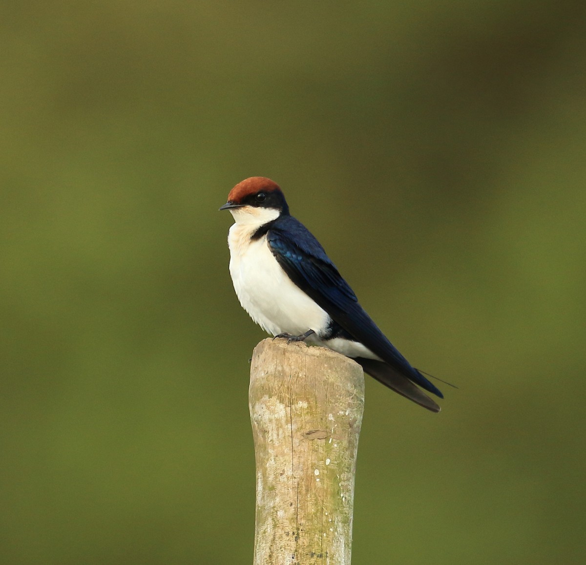 Ластівка ниткохвоста - ML644207095