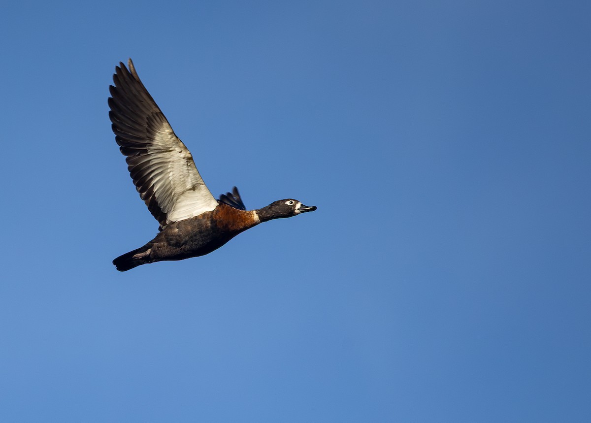 Tadorne d'Australie - ML644207102