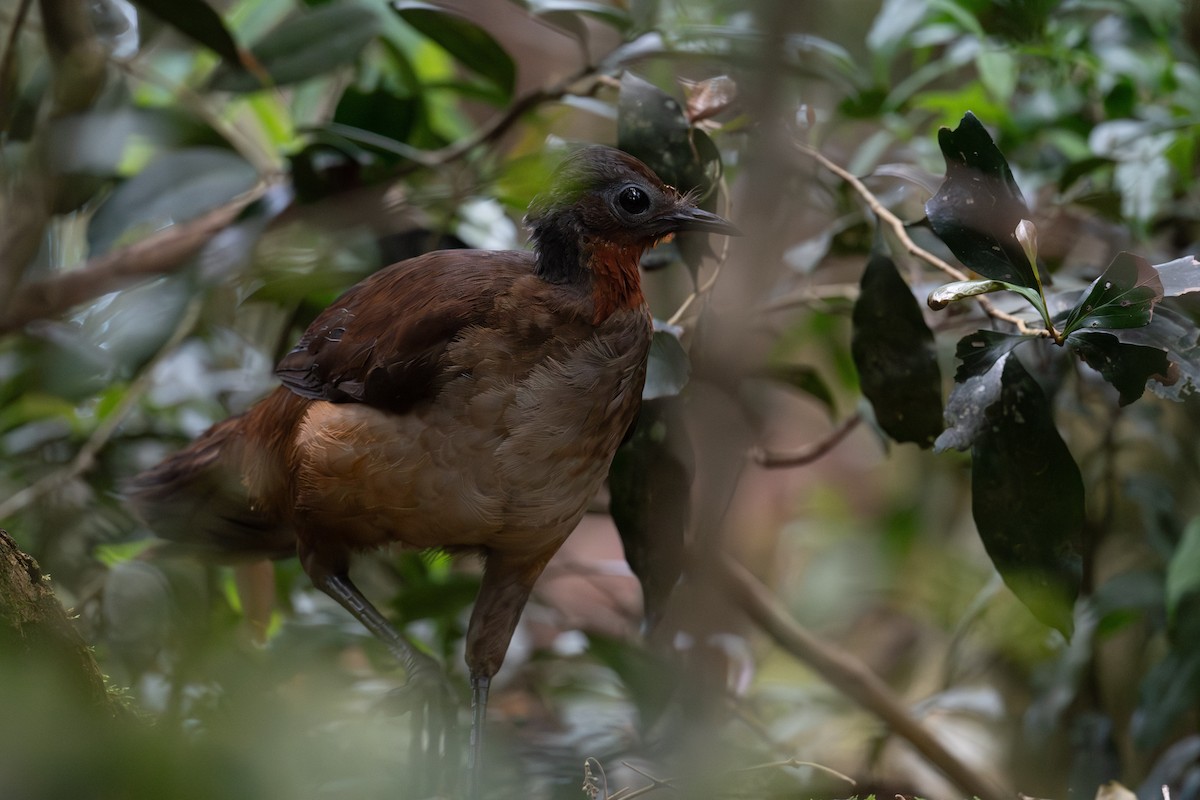 Albert's Lyrebird - ML644207108