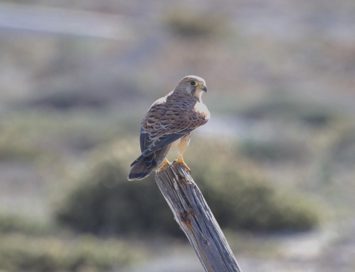 Eurasian Kestrel - ML644207109
