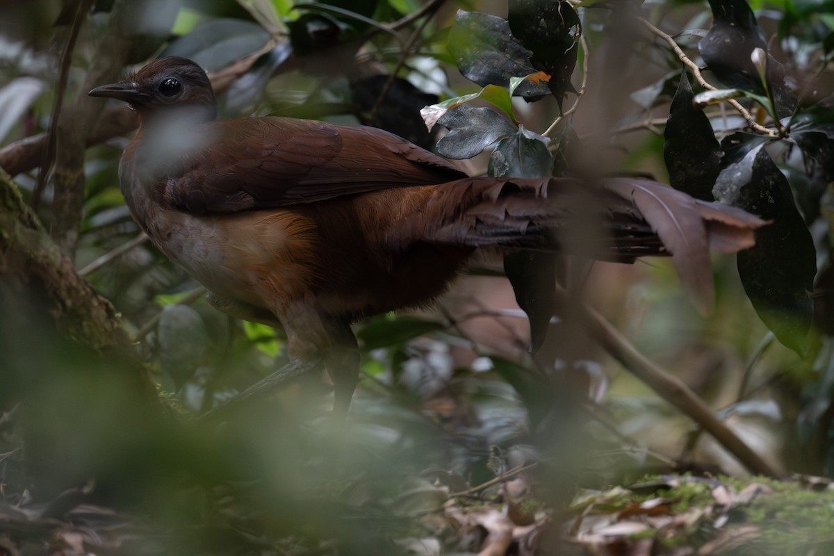 Albert's Lyrebird - ML644207110