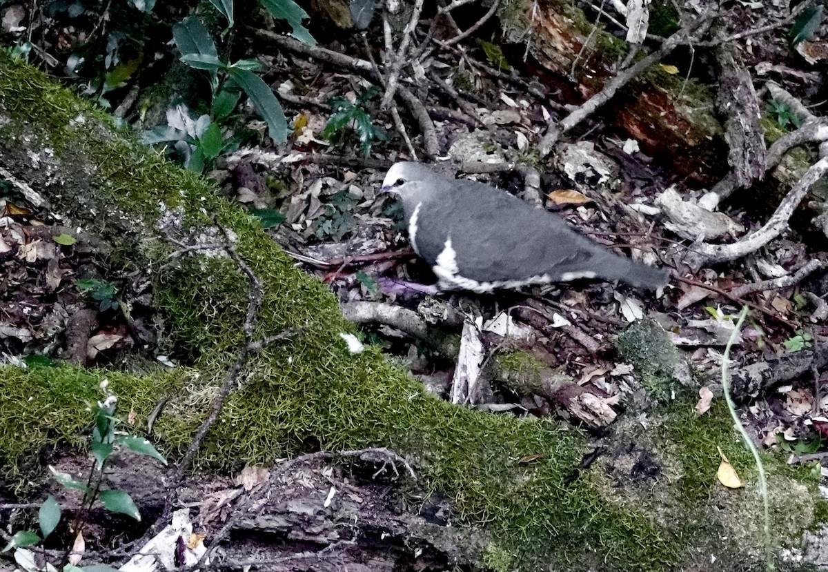 Вонга - ML644207119