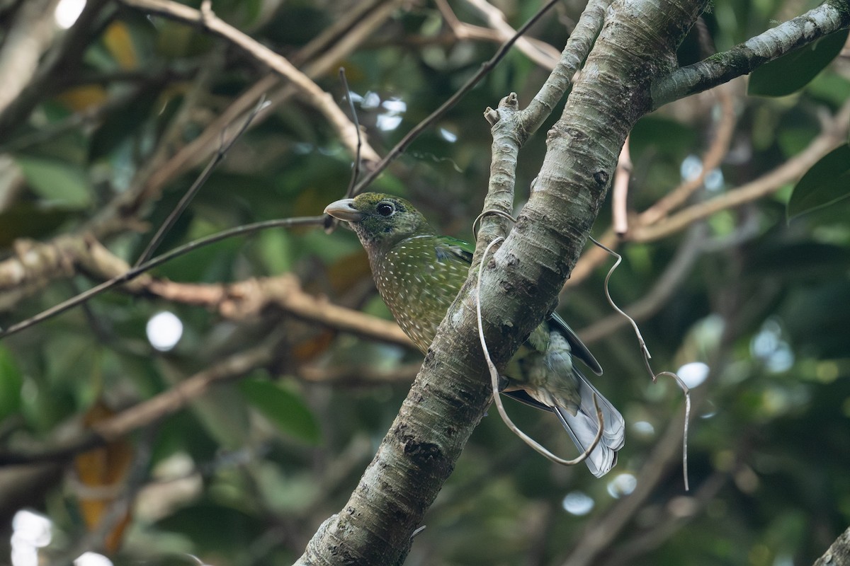 Green Catbird - ML644207122