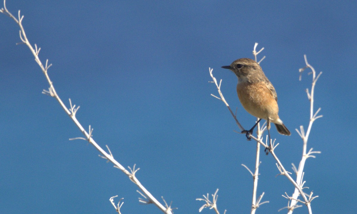 European Stonechat - ML644207126