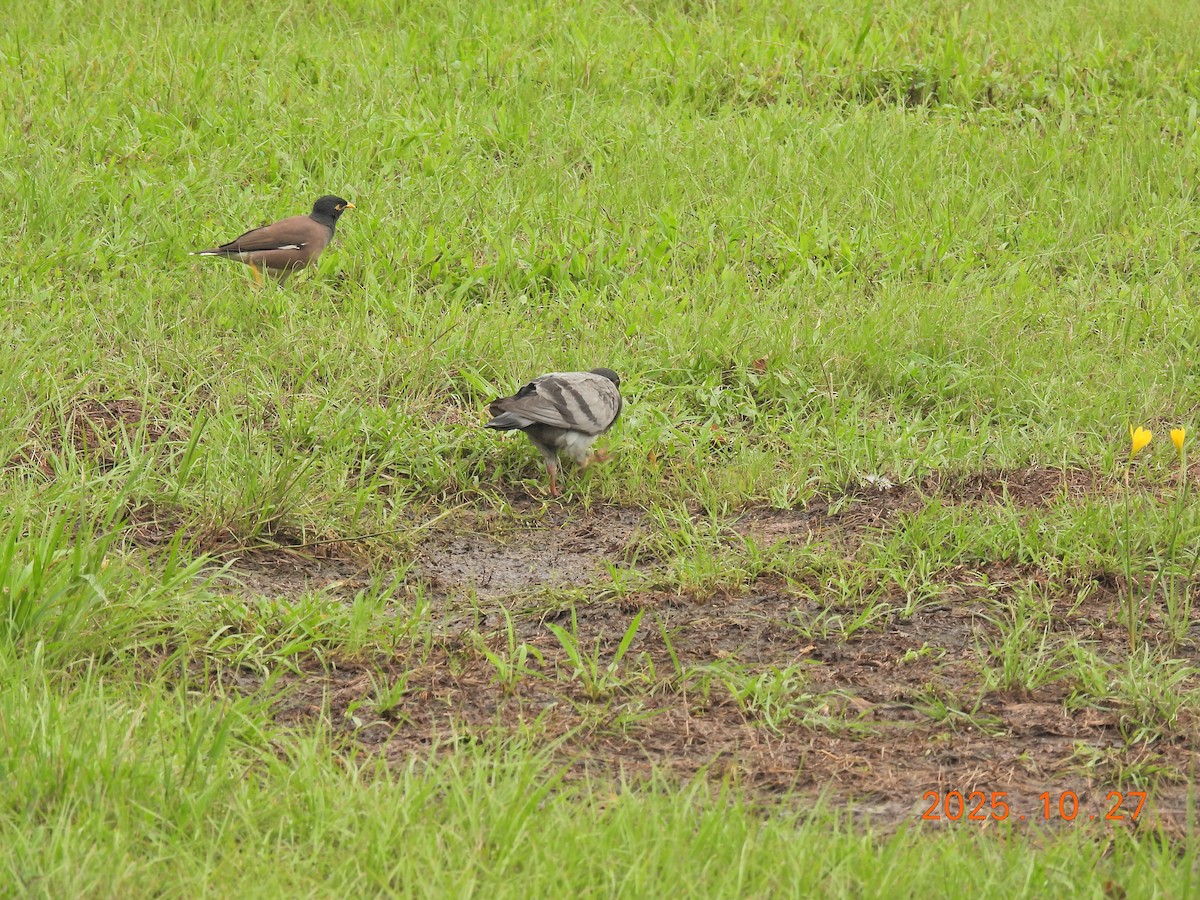 Common Myna - ML644207146