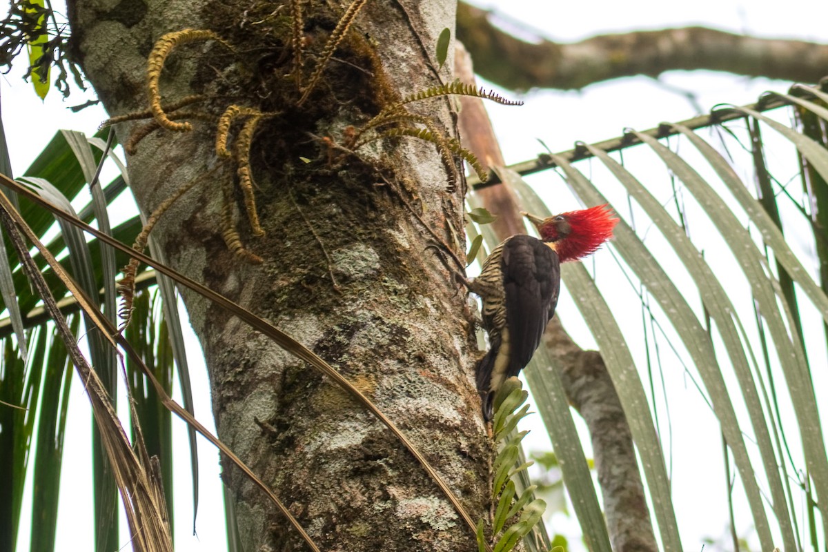 Helmeted Woodpecker - ML644207150