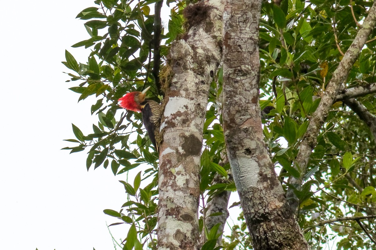Helmeted Woodpecker - ML644207152