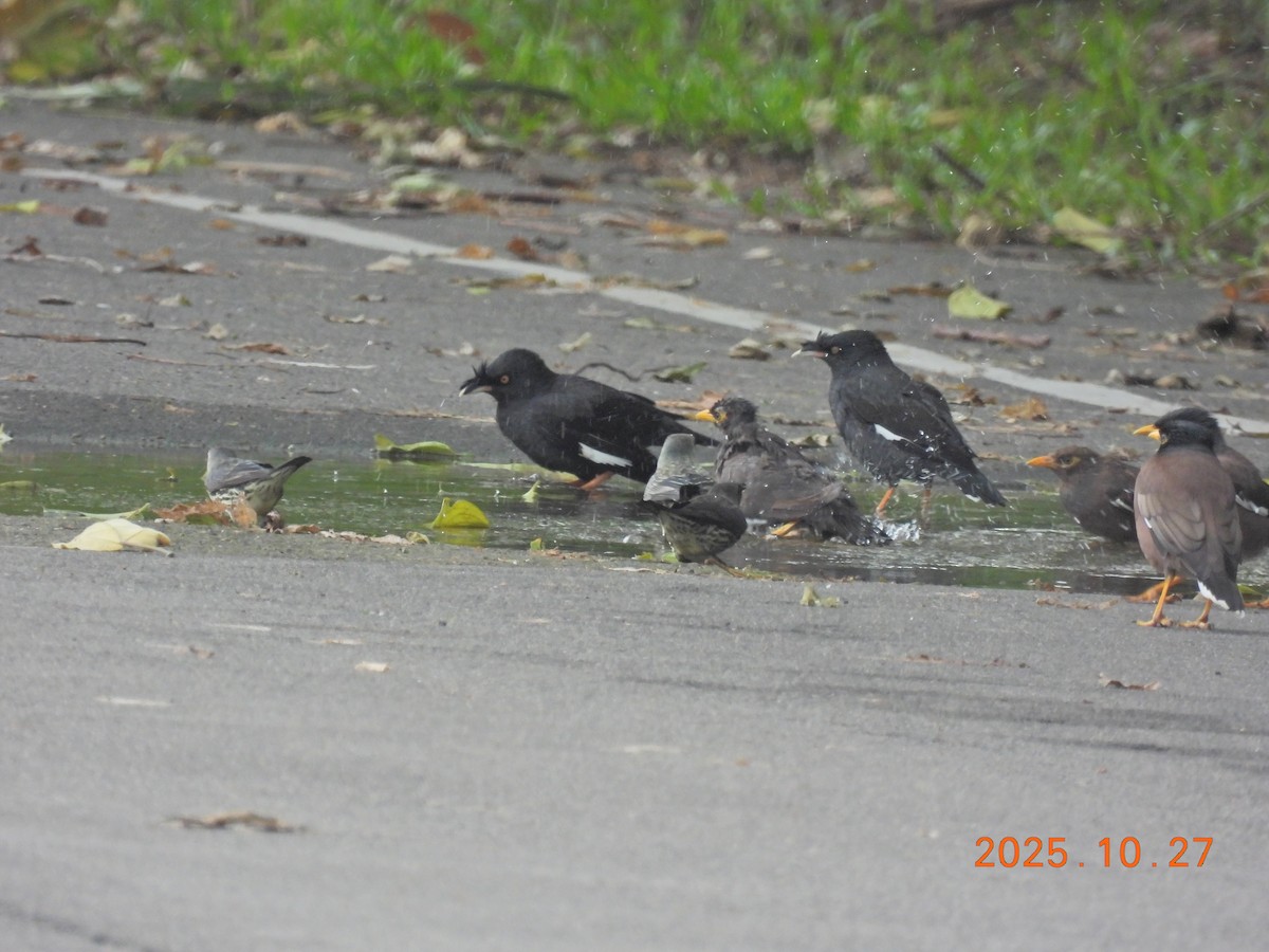 Crested Myna - ML644207155