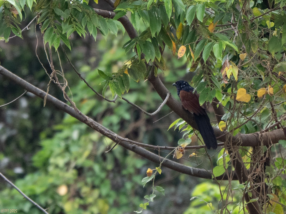 Malagasy Coucal - ML644207159