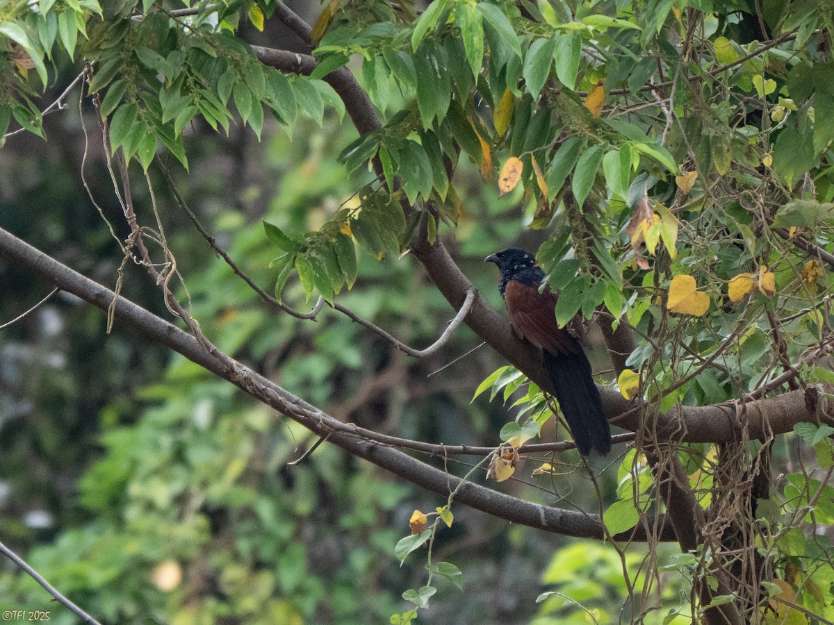 Malagasy Coucal - ML644207161