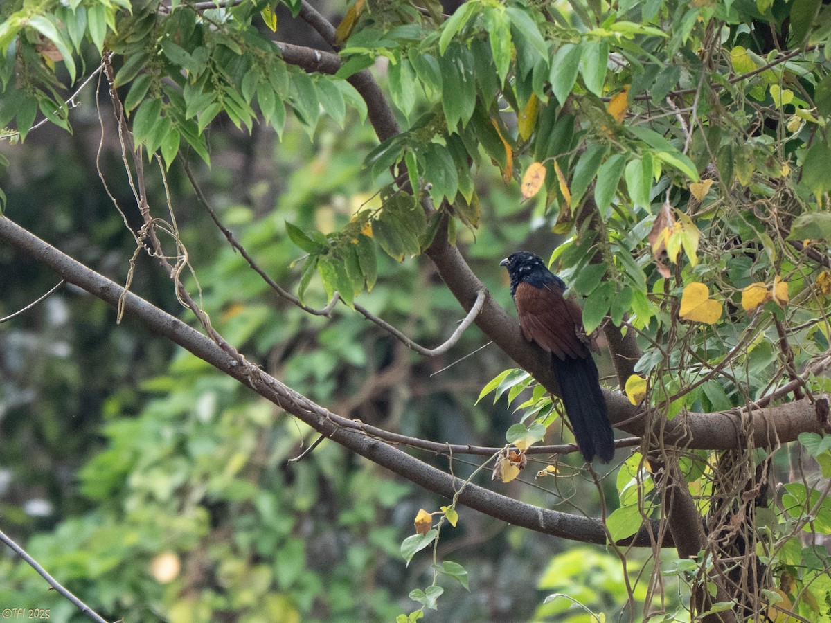 Malagasy Coucal - ML644207164