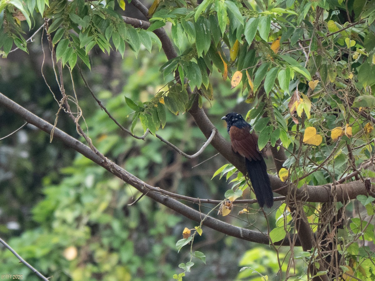 Malagasy Coucal - ML644207165