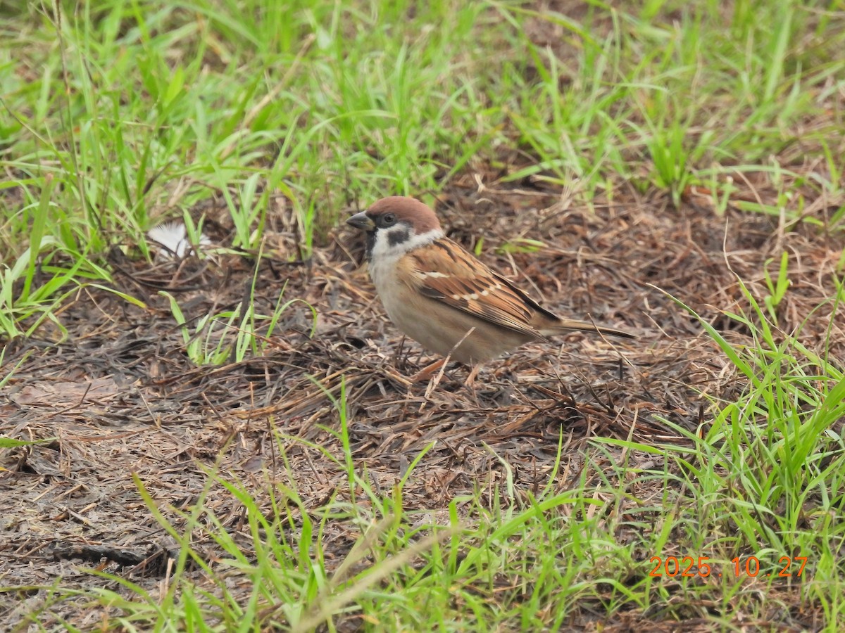 Eurasian Tree Sparrow - ML644207167