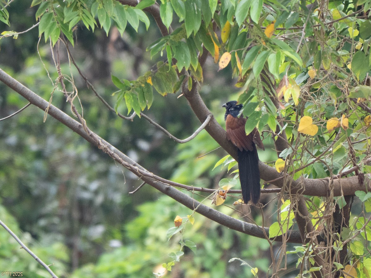Malagasy Coucal - ML644207172