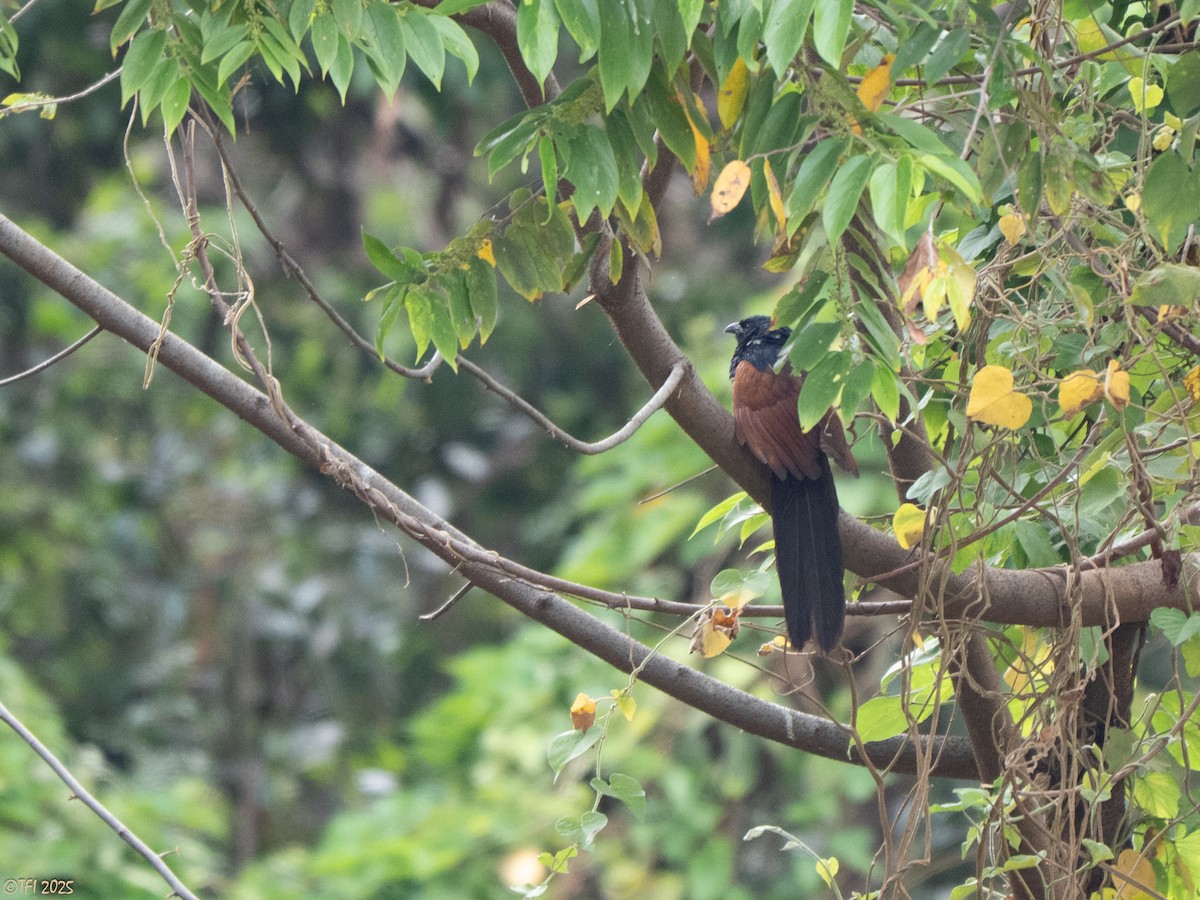 Malagasy Coucal - ML644207176