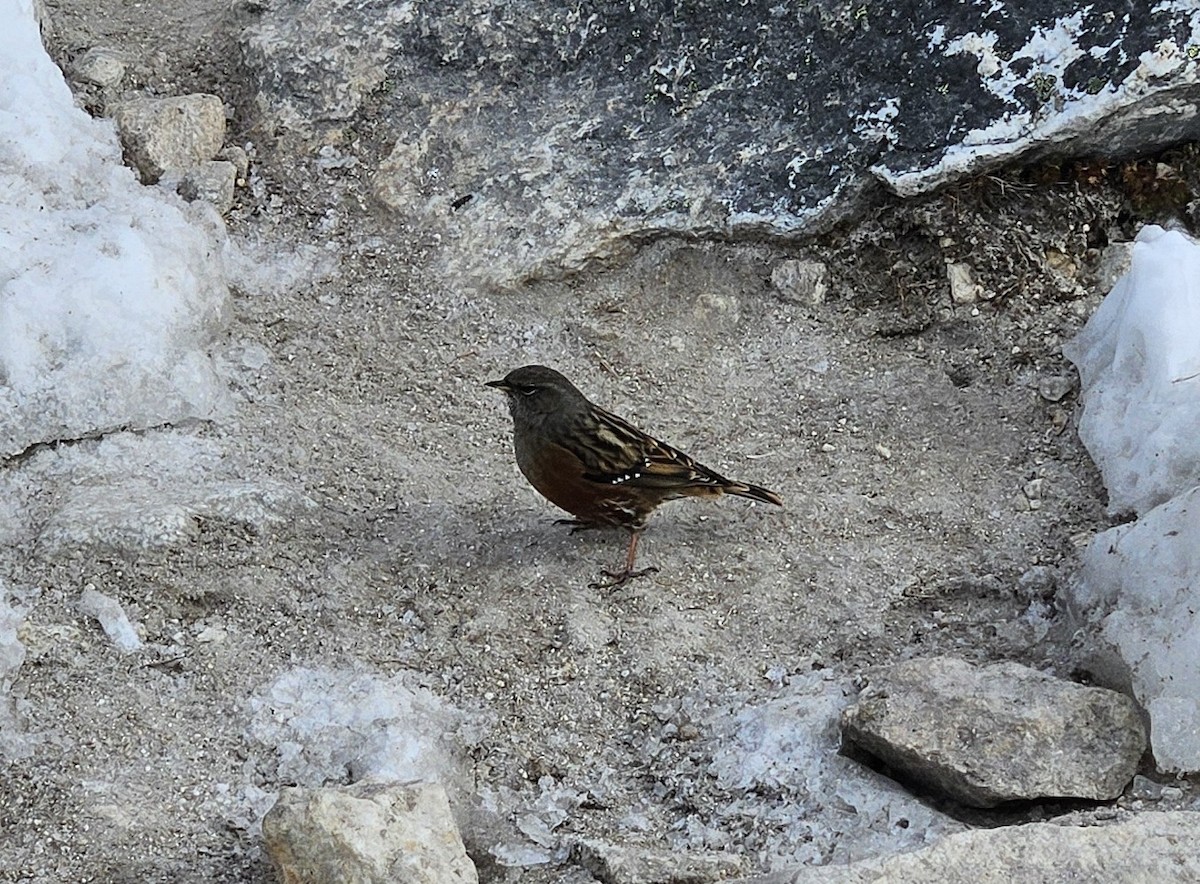 Alpine Accentor - ML644207190